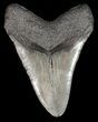 Megalodon Tooth - South Carolina (Repaired) #46449-1